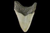 Fossil Megalodon Tooth - North Carolina #166980-1